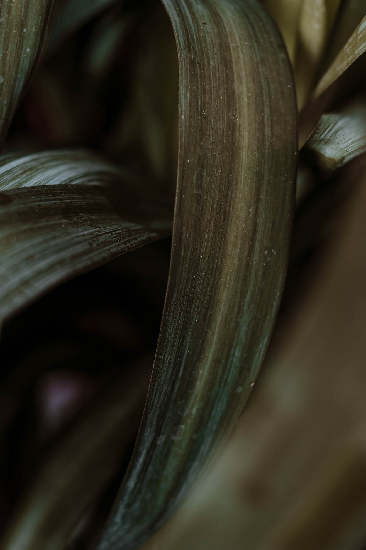 moody leaf closeup